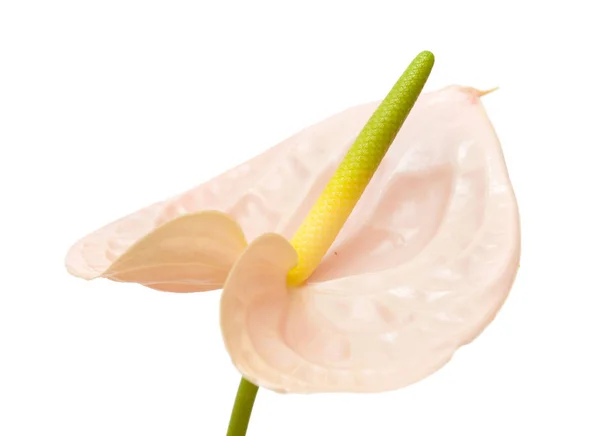 Pink Anthurium isolated — Stock Photo, Image