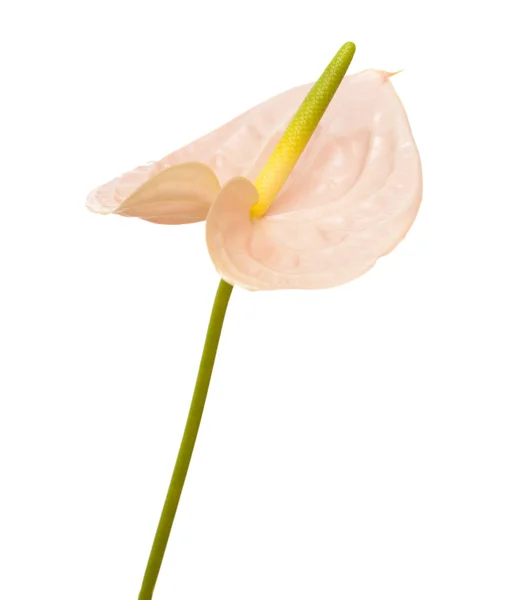 Roze Anthurium geïsoleerd — Stockfoto