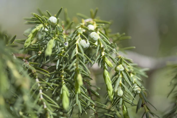 Juniperus cedrus háttér — Stock Fotó