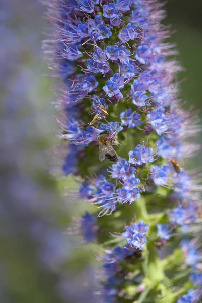 Flore de Gran Canaria - bugloss bleu — Photo