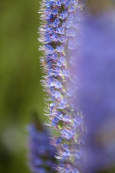 グラン ・ カナリア島 - 青いムラサキ科の草の植物相 — ストック写真