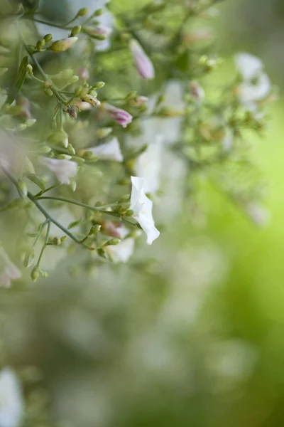 Fundo floral natural — Fotografia de Stock