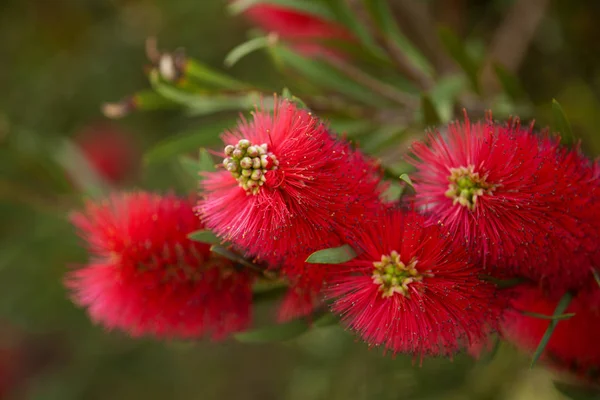 Callistemon bottiglia rossa spazzola pianta — Foto Stock