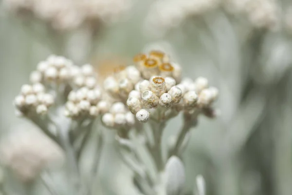 Πανίδα της Μακαρονησίας - Helicrysum melaleucumands — Φωτογραφία Αρχείου