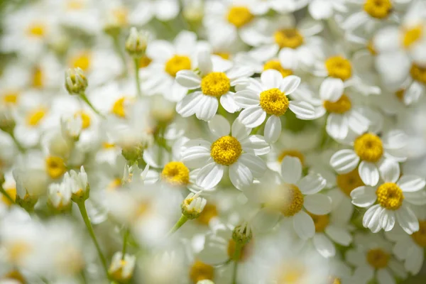 Flora of Gran Canaria -  Gonospermum ferulaceum — Stock Photo, Image