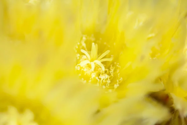 Ferocactus glaucescens background — Stock Photo, Image