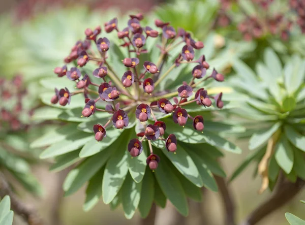 Flora z Teneryfy - Euphorbia ciemnopurpurowy — Zdjęcie stockowe