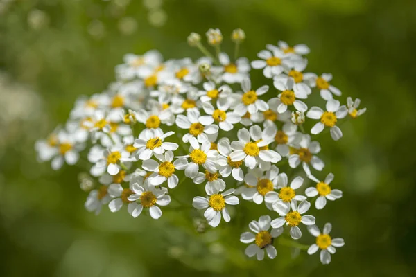 Flora von Gran Canaria - gonospermum ferulaceum — Stockfoto