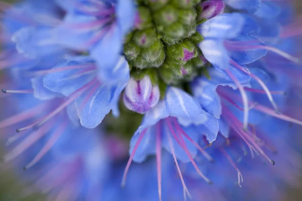 Flore de Gran Canaria - Echium callithyrsum — Photo