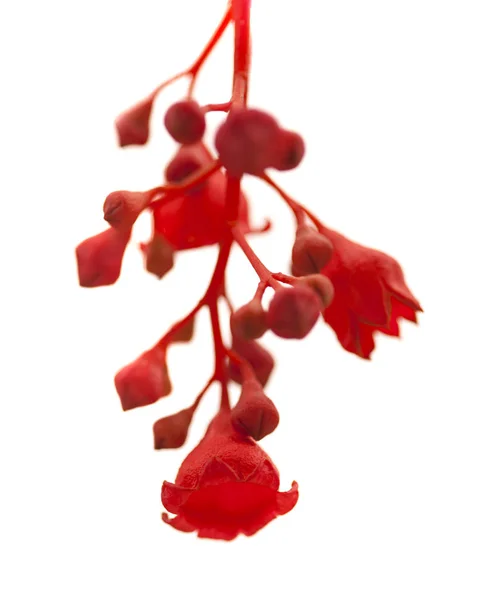 Blüten von brachychiton acerifolius — Stockfoto