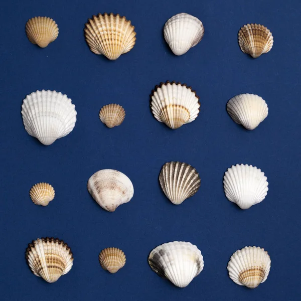 Vongole e cockles — Foto Stock