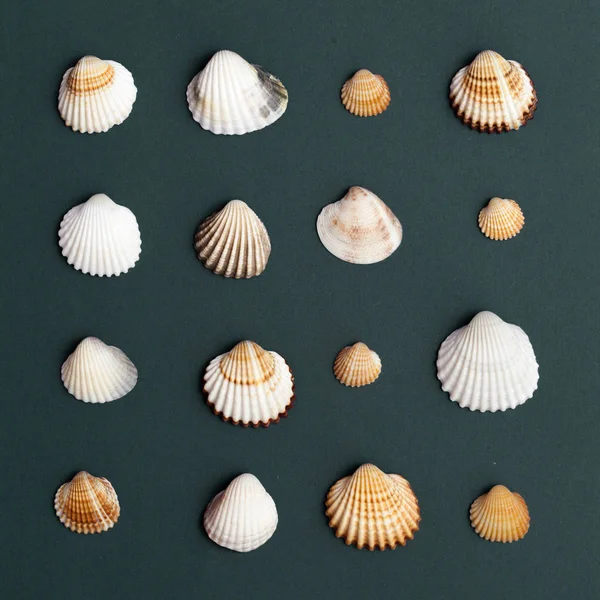 Vongole e cockles — Foto Stock