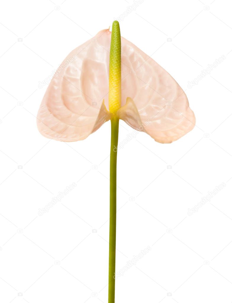 pink Anthurium isolated 