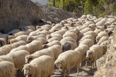 Gran Canaria, Mart 