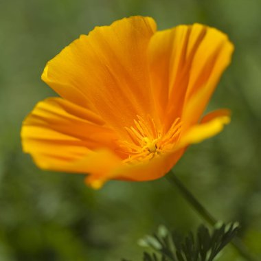 Gran Canaria - California haşhaş florası