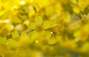 Gran Canaria - tipik cortusifolius florası