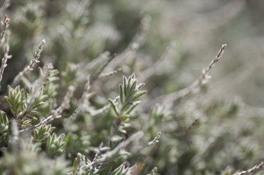 Gran Canaria - Micromeria florası