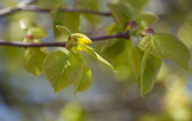 Mevsimlik bahar arka plan