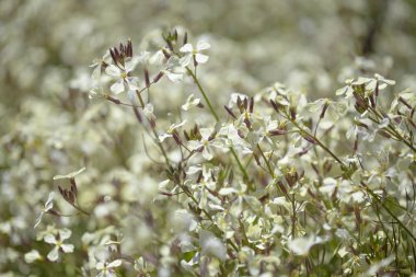 Gran Canaria - vahşi florası raddish
