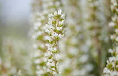 Gran Canaria - Echium onosmifolium florası,