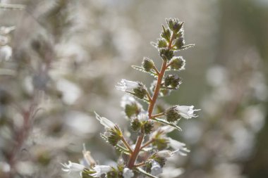 Gran Canaria - Echium onosmifolium florası,