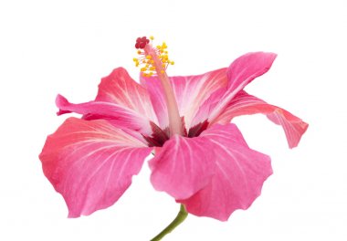 izole pembe hibiscus çiçek
