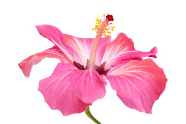 izole pembe hibiscus çiçek