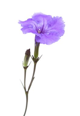 geltle Lila Impatiens çiçek