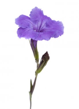 geltle Lila Impatiens çiçek