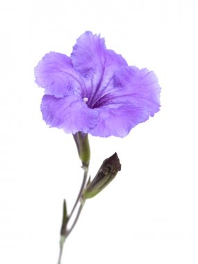 geltle Lila Impatiens çiçek