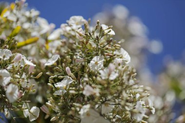 Gran Canaria - Convolvulus floridus florası