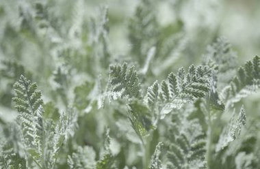 gran canaria - tanacetum ptarmiciflorum florası