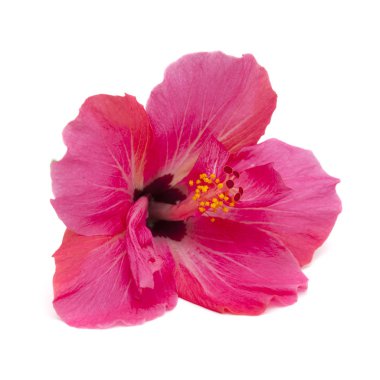 izole pembe hibiscus çiçek