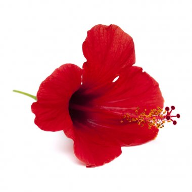izole kırmızı hibiscus çiçek