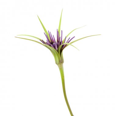 Gran Canaria - Tragopogon florası