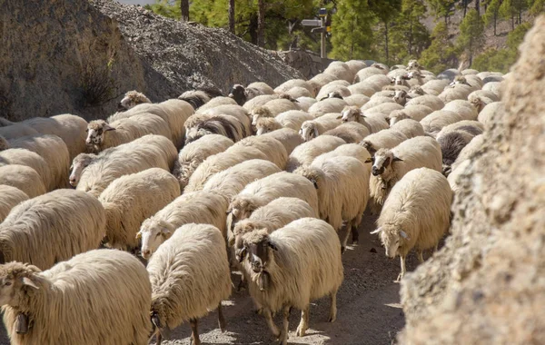 Gran canaria, marsch — Stockfoto