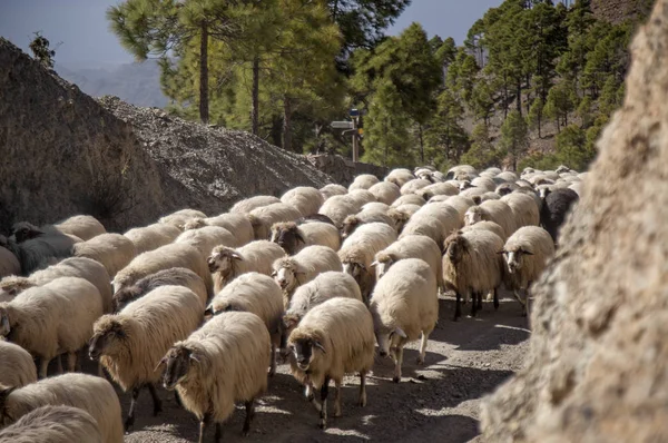 Gran Canaria, március — Stock Fotó