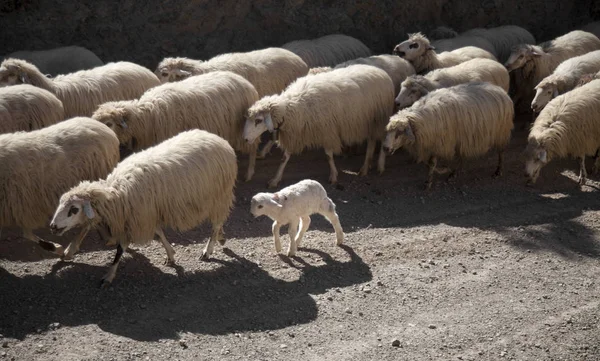 Gran canaria, marsch — Stockfoto