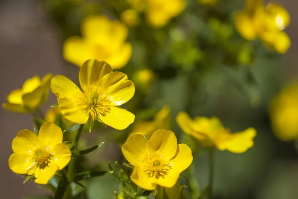 Χλωρίδα της Γκραν Κανάρια - Ranunculus cortusifolius — Φωτογραφία Αρχείου