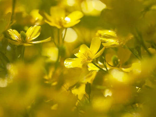 Flora de Gran Canaria - Ranunculus cortusifolius —  Fotos de Stock