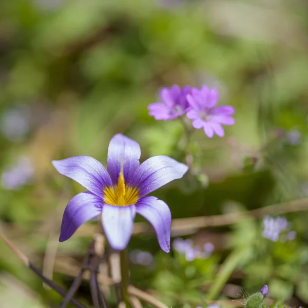 大加那利岛-Romulea columnae 的植物区系 — 图库照片