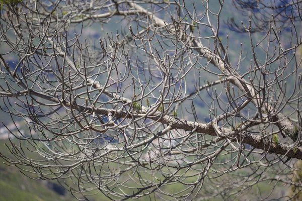 Flora Gran Canarii - Pinus canariensis — Zdjęcie stockowe