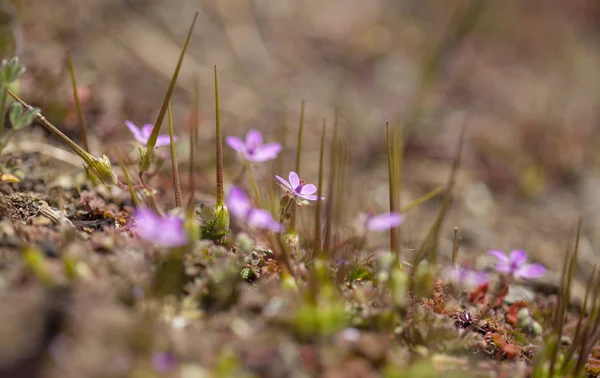 Gran canaria florası — Stok fotoğraf