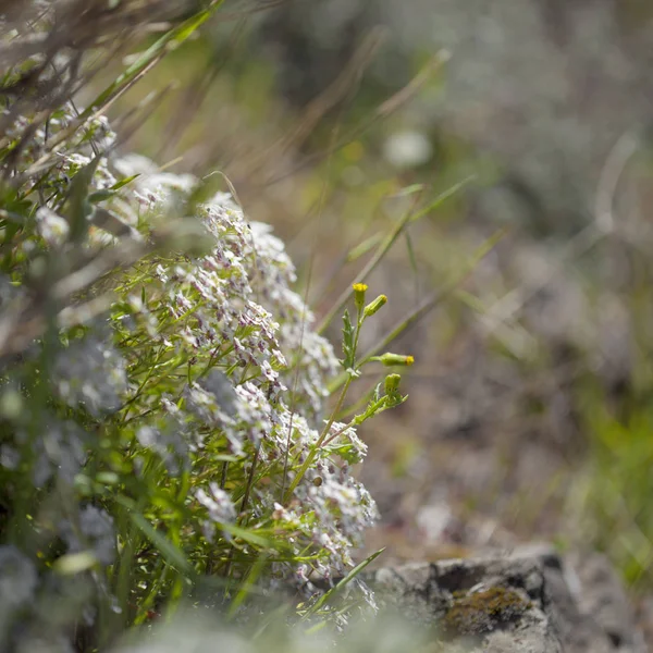 Flora von Gran Canaria - lobularia canariensis — Stockfoto