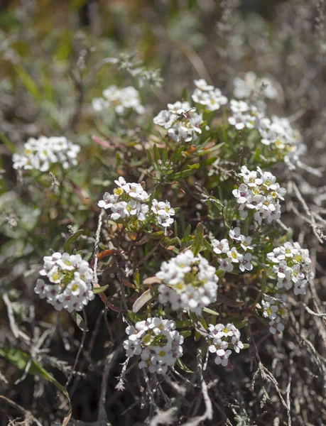 Flora de Gran Canaria - Lobularia canariensis —  Fotos de Stock