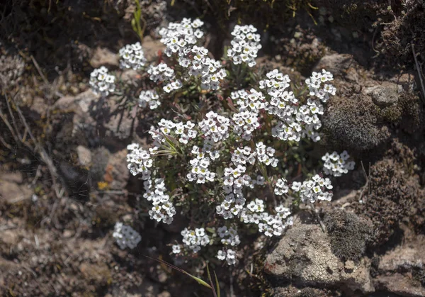 Flore de Gran Canaria - Lobularia canariensis — Photo