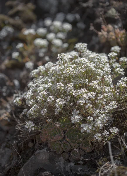 Flora z Gran Canaria - Lobularia canariensis — Stock fotografie