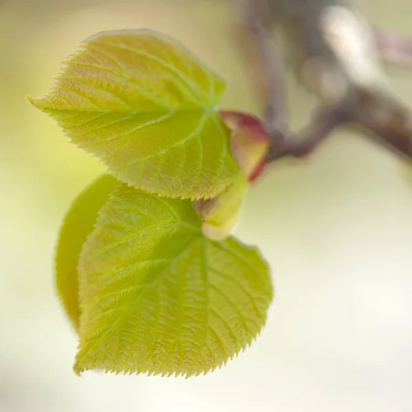 Seasonal spring background — Stock Photo, Image