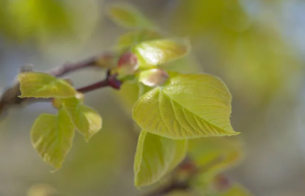 Jarní sezónní pozadí — Stock fotografie