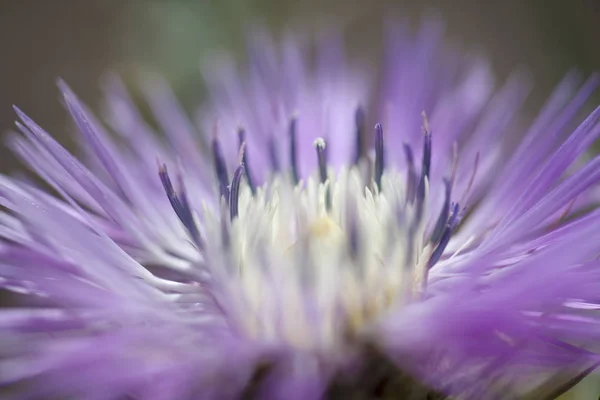 Jarní sezónní pozadí — Stock fotografie